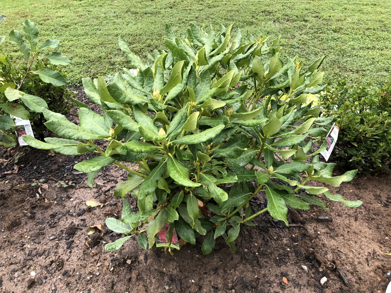 Nova Zembla Rhododendron (Rhododendron 'Nova Zembla') — creating an impressive display in garden beds or as a standalone feature; densely foliaged, it provides