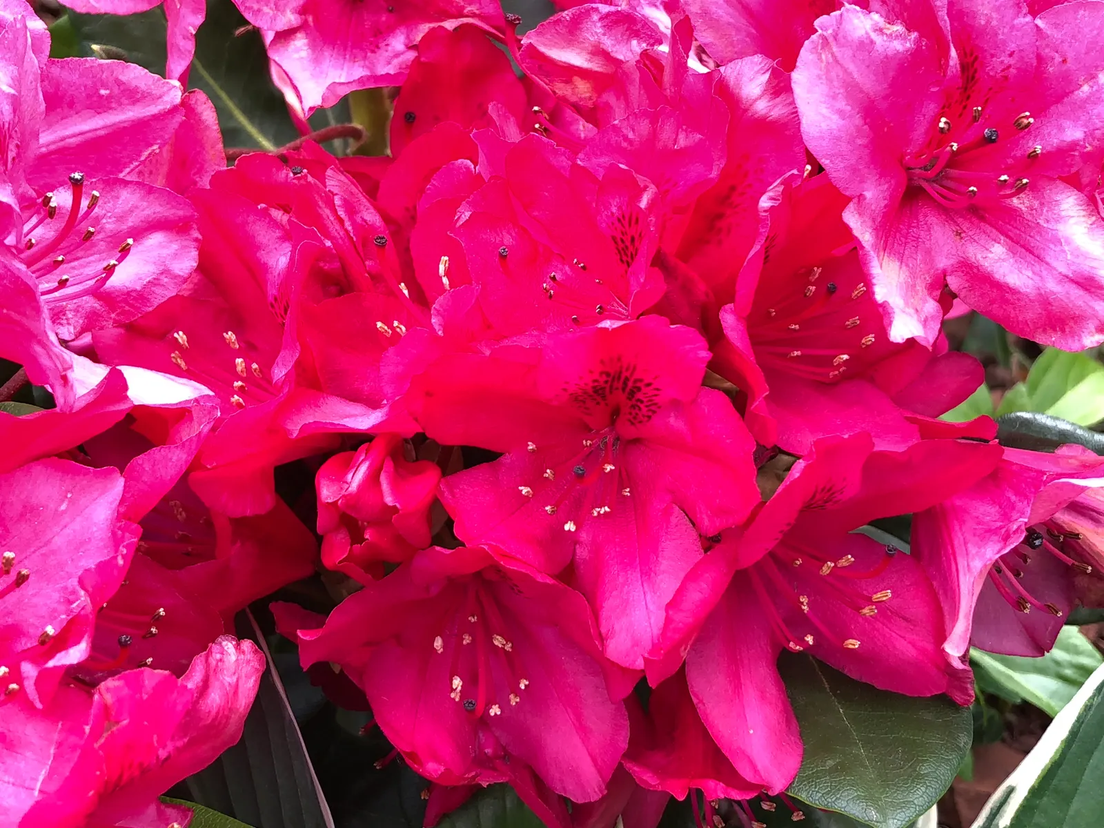 Nova Zembla Rhododendron (Rhododendron 'Nova Zembla') — demonstrating considerable cold hardiness.<br><br>For optimal growth; this evergreen shrub typically
