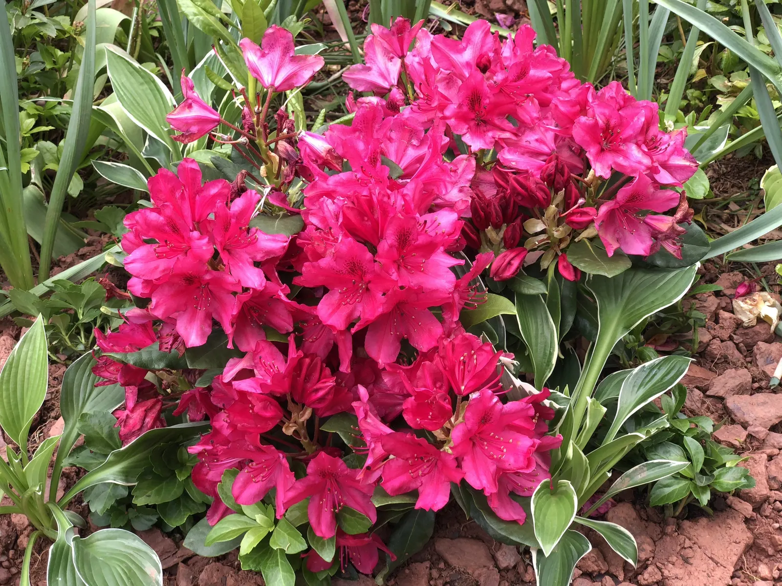 Nova Zembla Rhododendron (Rhododendron 'Nova Zembla') — Rhododendron 'Nova Zembla' is an evergreen shrub thriving in USDA zones 4-8; prefers, image 47