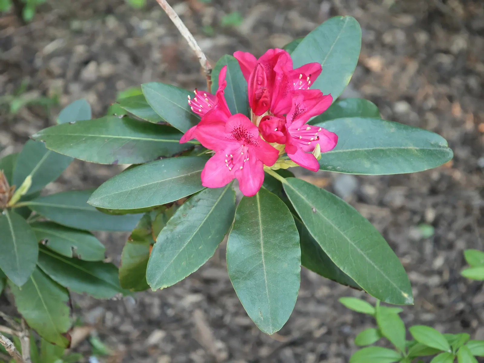 Nova Zembla Rhododendron (Rhododendron 'Nova Zembla') — each with a delicate darker blotch, image 35