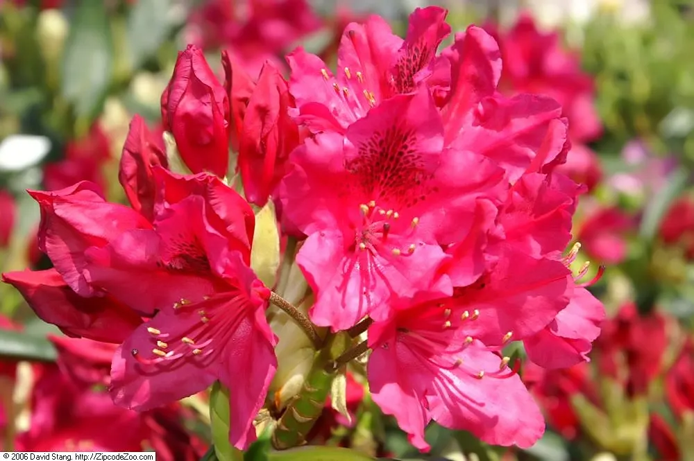 Nova Zembla Rhododendron (Rhododendron 'Nova Zembla') — Regular watering and mulching are essential for optimal health; broadleaf evergreen / shrub, image 53