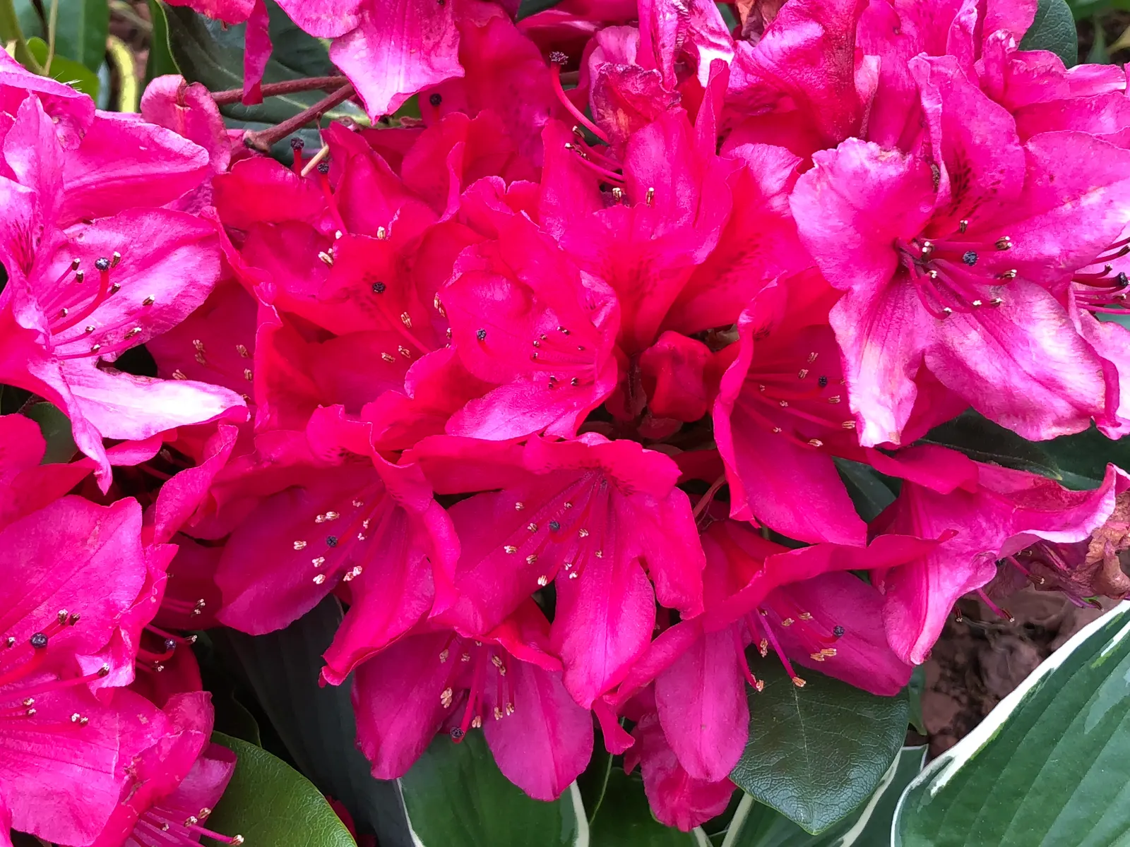 Nova Zembla Rhododendron (Rhododendron 'Nova Zembla') — Rhododendron 'Nova Zembla' is an evergreen shrub thriving in USDA zones 4-8