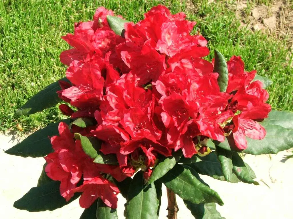 Nova Zembla Rhododendron (Rhododendron 'Nova Zembla') — the 'Nova Zembla' Rhododendron is an excellent choice for adding a touch of color and elegance to any