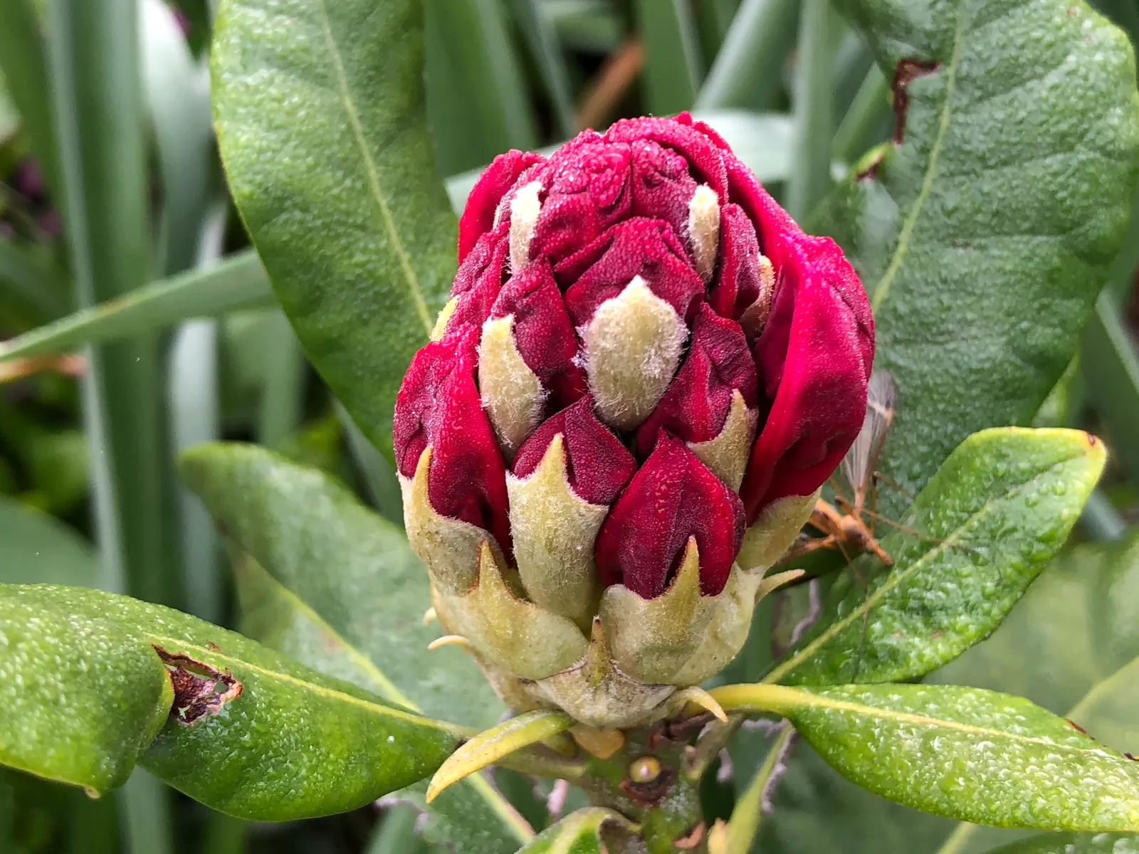 Nova Zembla Rhododendron (Rhododendron 'Nova Zembla') — making it an ideal candidate for a wide range of landscape designs