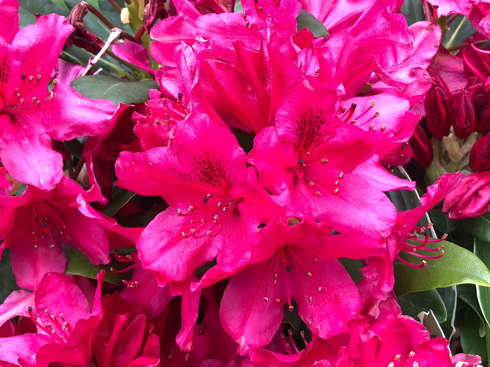 Nova Zembla Rhododendron (Rhododendron 'Nova Zembla') — Ideal for privacy screens or accent planting; plant the 'Nova Zembla' in a location that, image 52