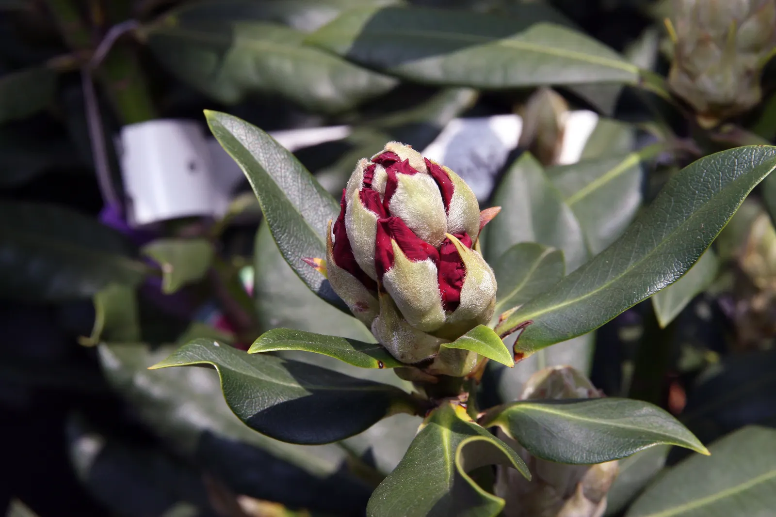 Nova Zembla Rhododendron (Rhododendron 'Nova Zembla') — broadleaf evergreen / shrub with red blooms; these blossoms can measure up to 2 to 3 inches across