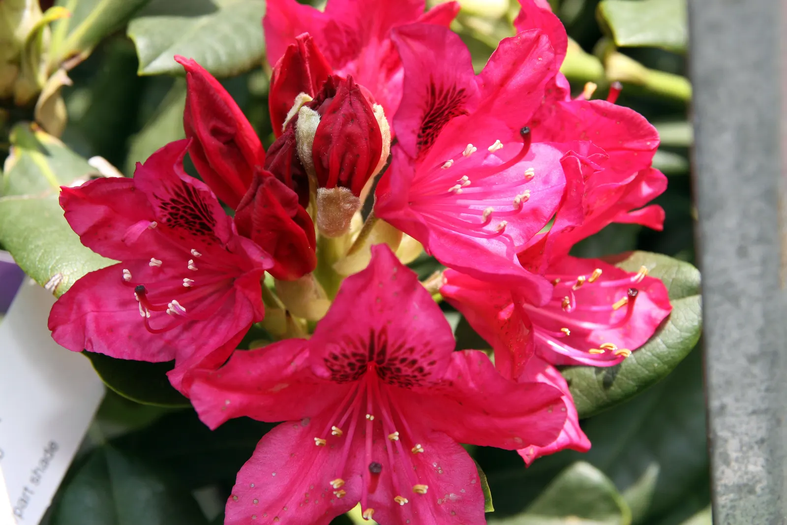 Nova Zembla Rhododendron (Rhododendron 'Nova Zembla') — It performs best in USDA Hardiness Zones 4 to 8; at mature height, it reaches 5-8 feet with a similar