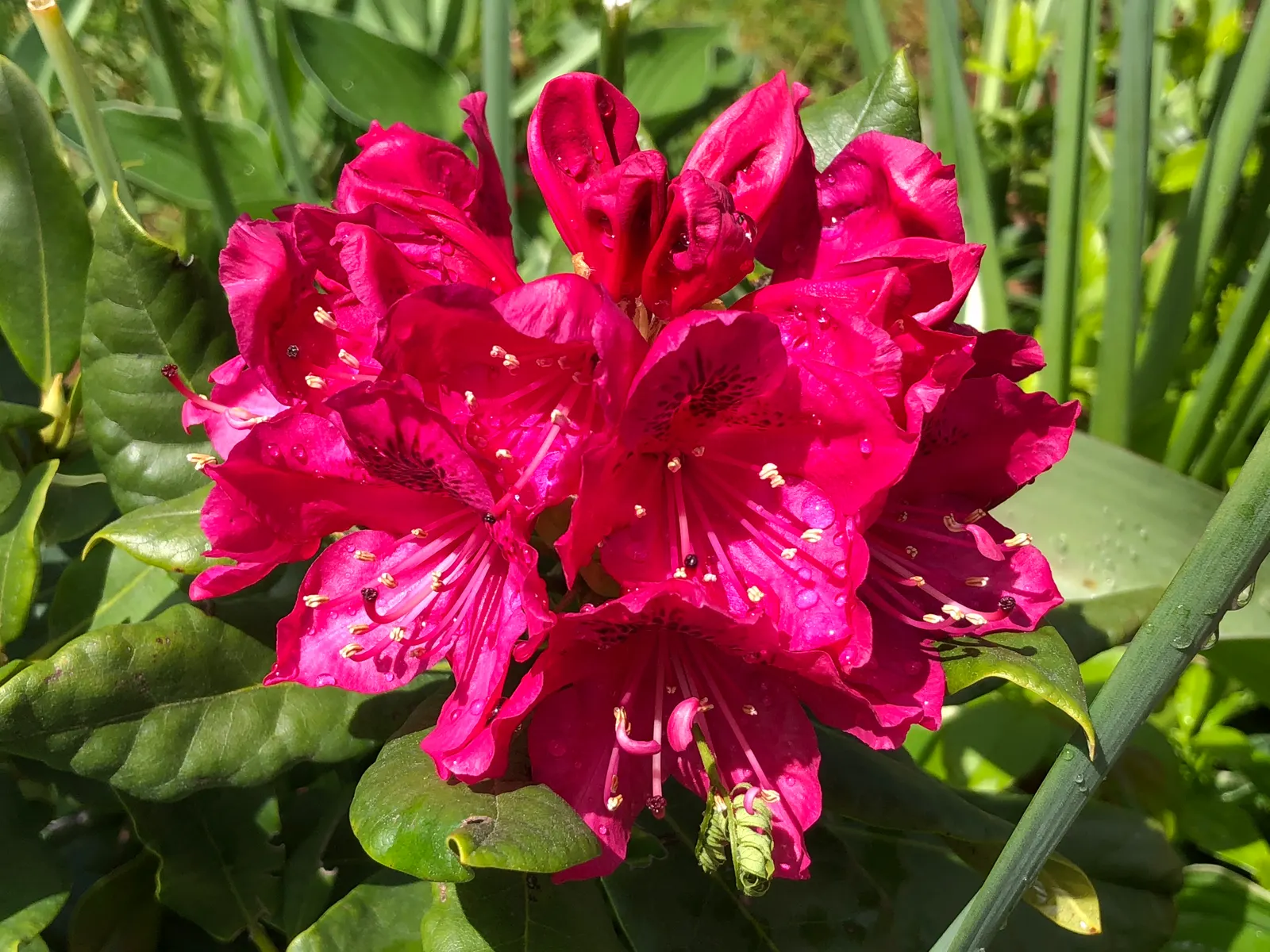 Nova Zembla Rhododendron (Rhododendron 'Nova Zembla') — Densely foliaged, it provides year-round interest; making it an ideal candidate for a wide, image 51