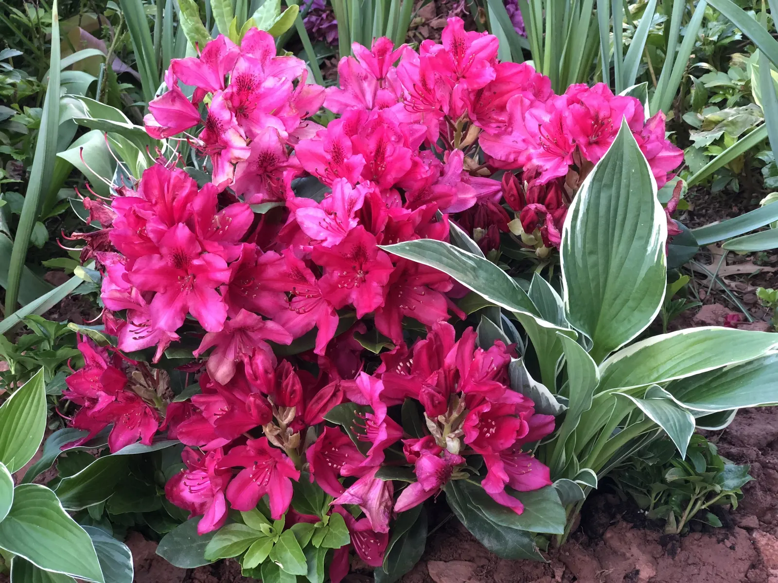 Nova Zembla Rhododendron (Rhododendron 'Nova Zembla') — acidic soil rich in organic matter