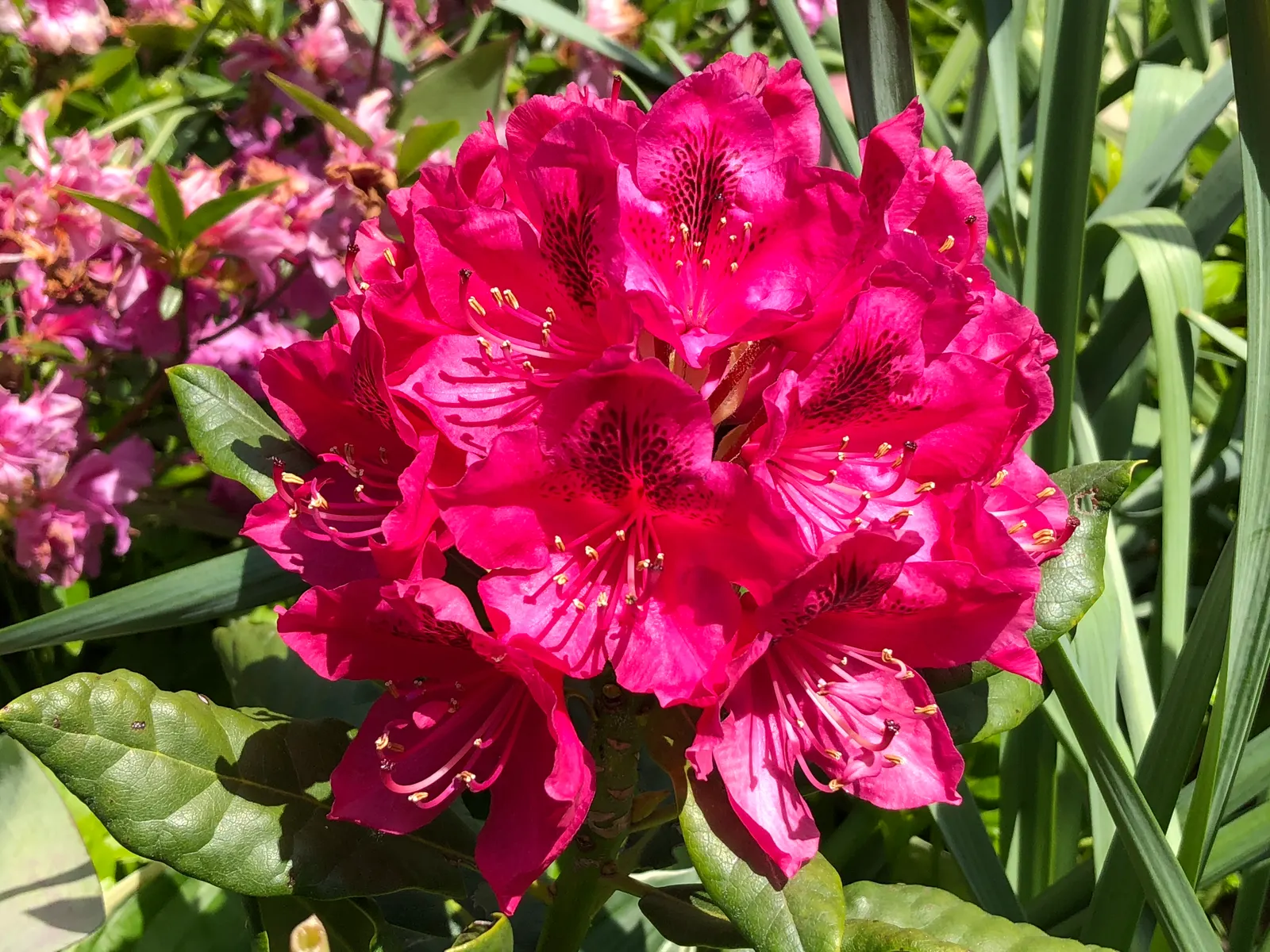 Nova Zembla Rhododendron (Rhododendron 'Nova Zembla') — At mature height, it reaches 5-8 feet with a similar spread; consistent moisture is key, image 49