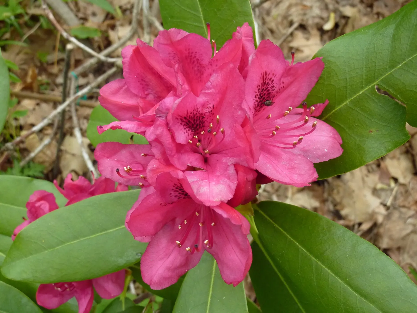 Nova Zembla Rhododendron (Rhododendron 'Nova Zembla') — This evergreen shrub typically reaches heights of 5 to 8 feet with a similar spread; red flowers in the
