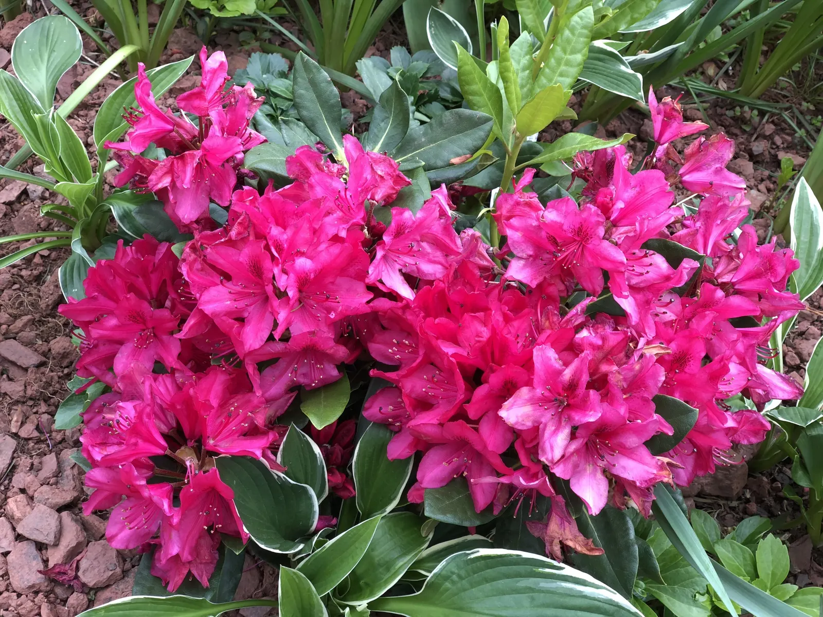 Nova Zembla Rhododendron (Rhododendron 'Nova Zembla') — Hardy and cold-tolerant, it's a reliable landscape choice; regular watering and mulching are essential