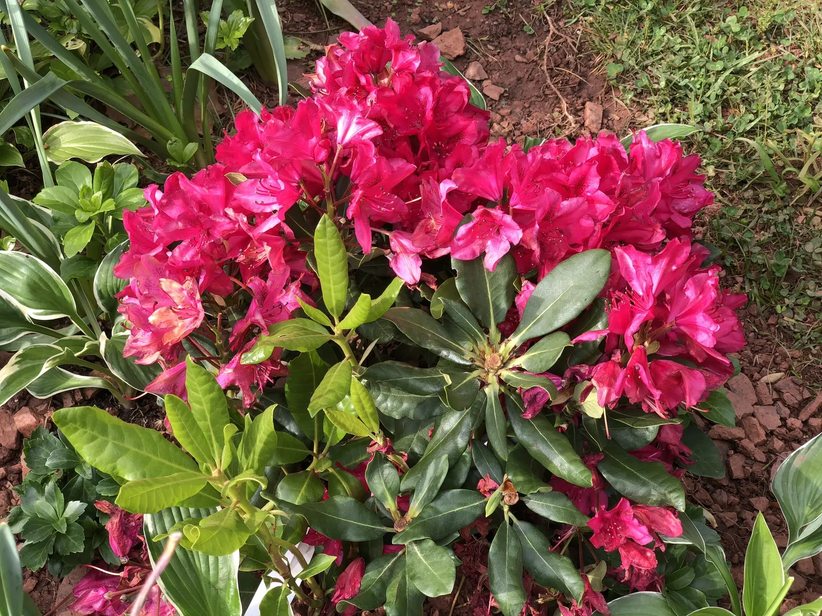 Nova Zembla Rhododendron (Rhododendron 'Nova Zembla') — the 'Nova Zembla' Rhododendron is an excellent choice for adding a touch of color and, image 42