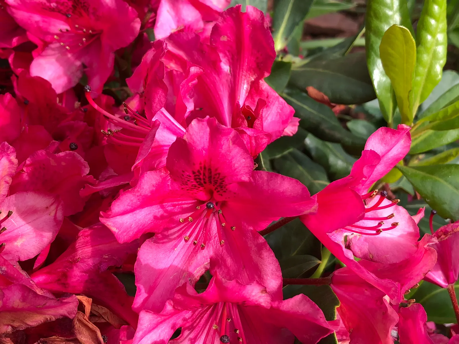 Nova Zembla Rhododendron (Rhododendron 'Nova Zembla') — red flowers in the garden; ideal for privacy screens or accent planting