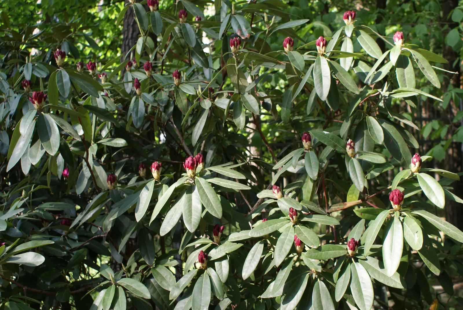 Nova Zembla Rhododendron (Rhododendron 'Nova Zembla') — These blossoms can measure up to 2 to 3 inches across, offering a striking contrast against the glossy
