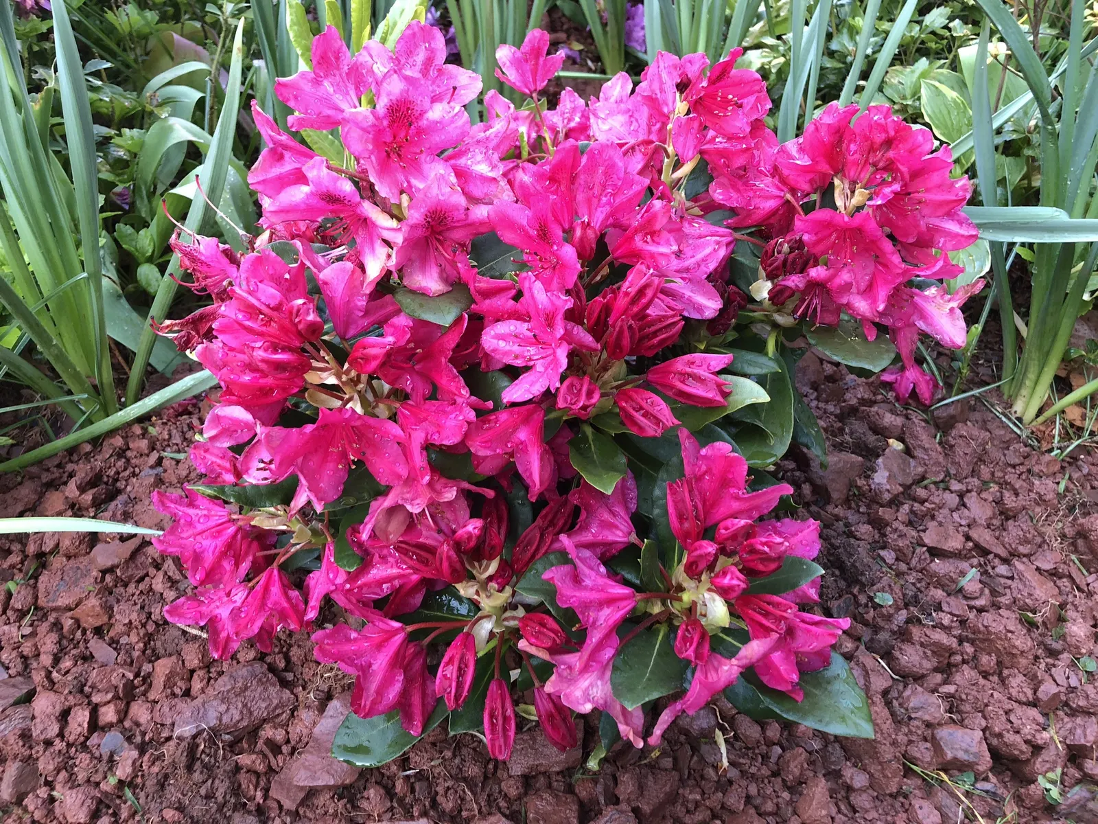 Nova Zembla Rhododendron (Rhododendron 'Nova Zembla') — These blossoms can measure up to 2 to 3 inches across, offering a striking contrast against, image 36