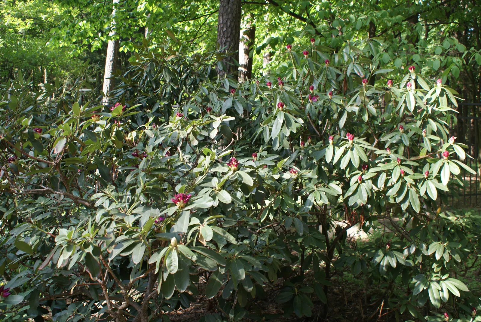 Nova Zembla Rhododendron (Rhododendron 'Nova Zembla') — Densely foliaged, it provides year-round interest