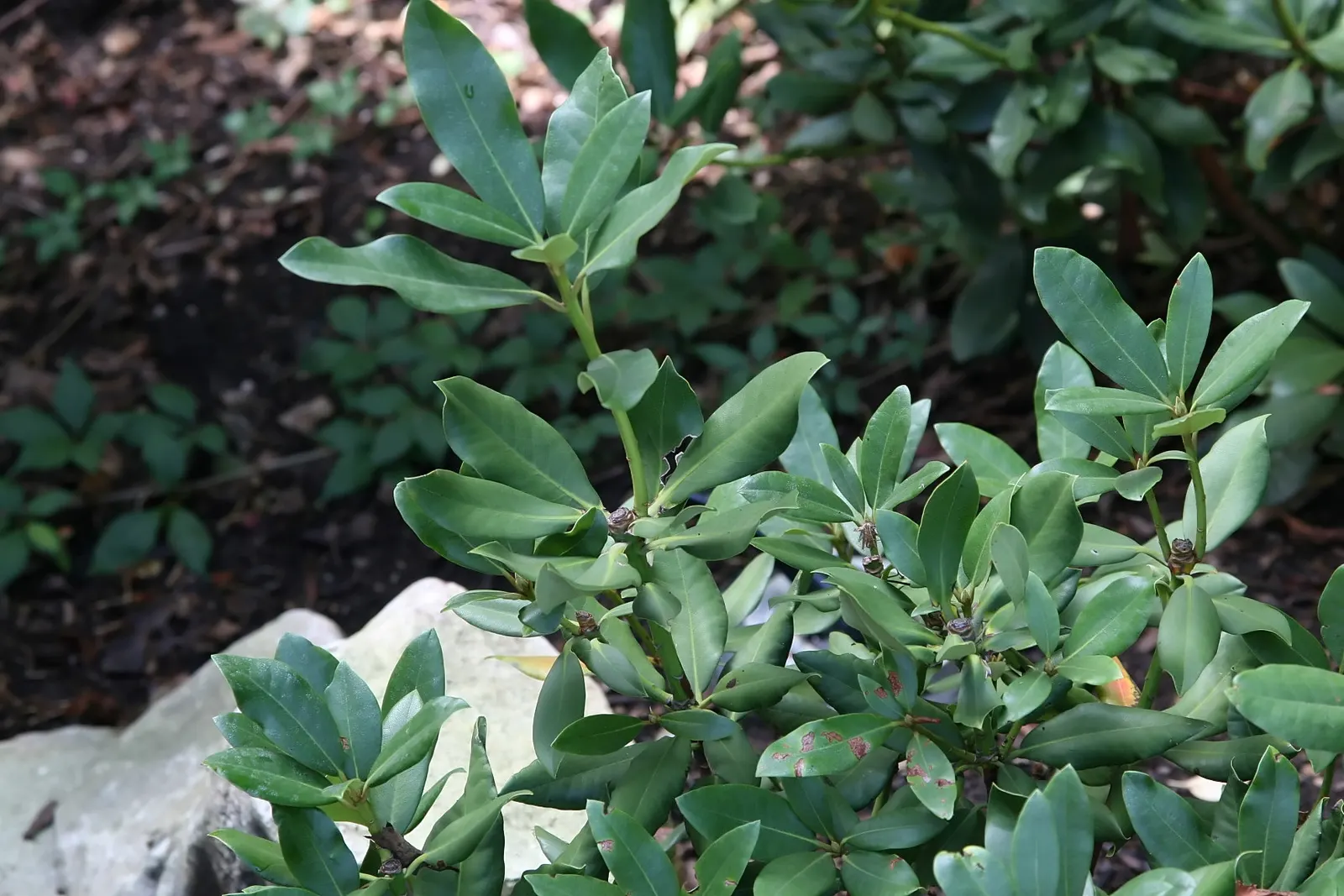 Nova Zembla Rhododendron (Rhododendron 'Nova Zembla') — At mature height, it reaches 5-8 feet with a similar spread; consistent moisture is key, but avoid