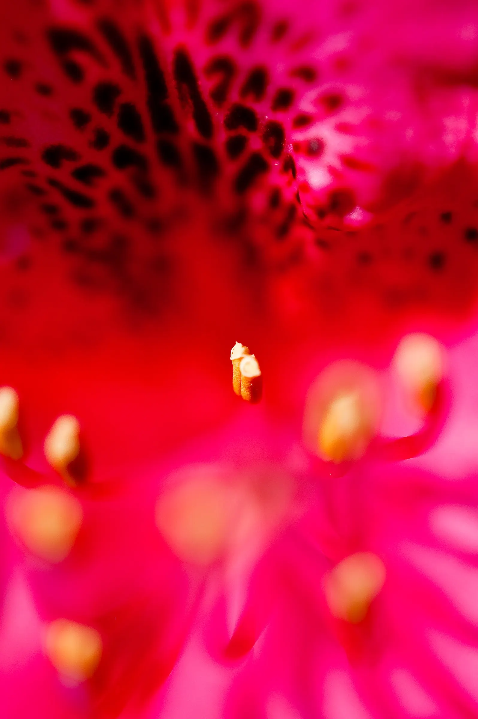 Nova Zembla Rhododendron (Rhododendron 'Nova Zembla') — Consistent moisture is key, but avoid waterlogged conditions