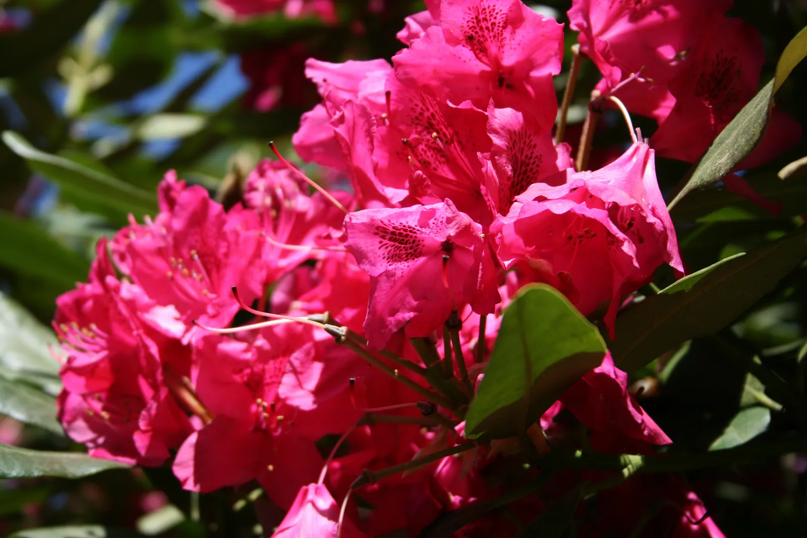 Nova Zembla Rhododendron (Rhododendron 'Nova Zembla') — This evergreen shrub typically reaches heights of 5 to 8 feet with a similar spread