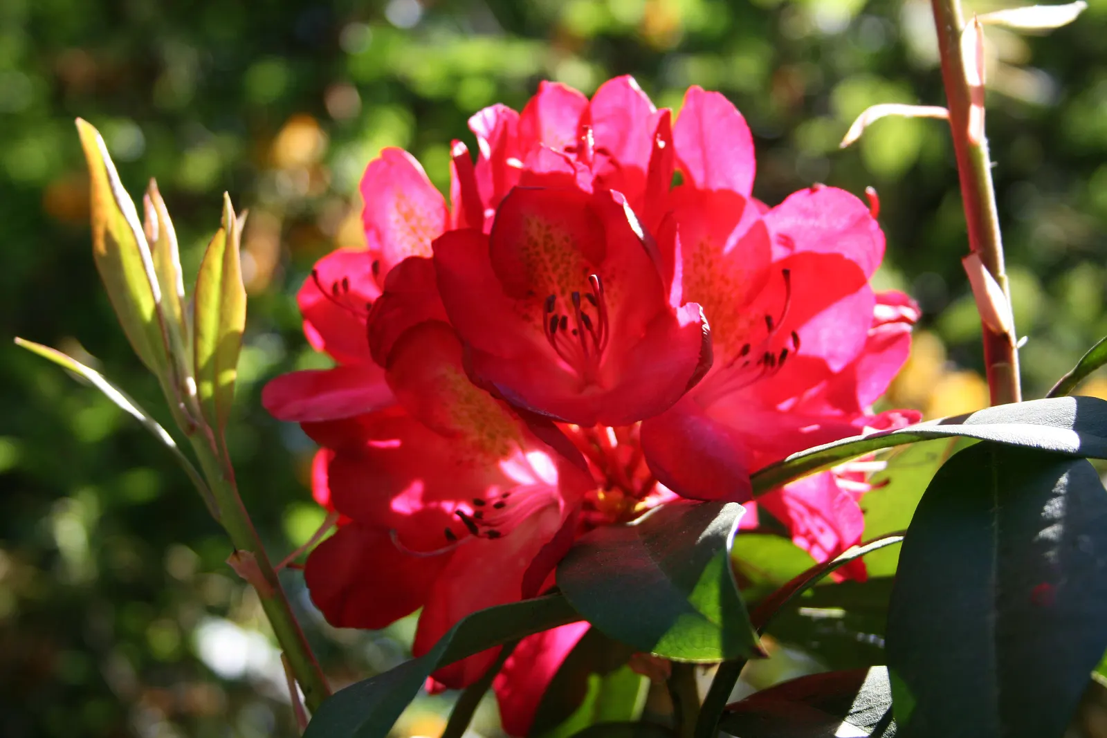 Nova Zembla Rhododendron (Rhododendron 'Nova Zembla') — demonstrating considerable cold hardiness.<br><br>For optimal growth