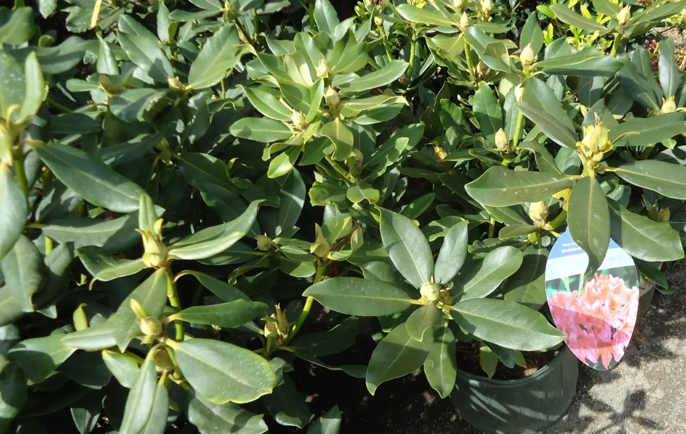 Nova Zembla Rhododendron (Rhododendron 'Nova Zembla') — Prefers partial shade and well-drained, acidic soil