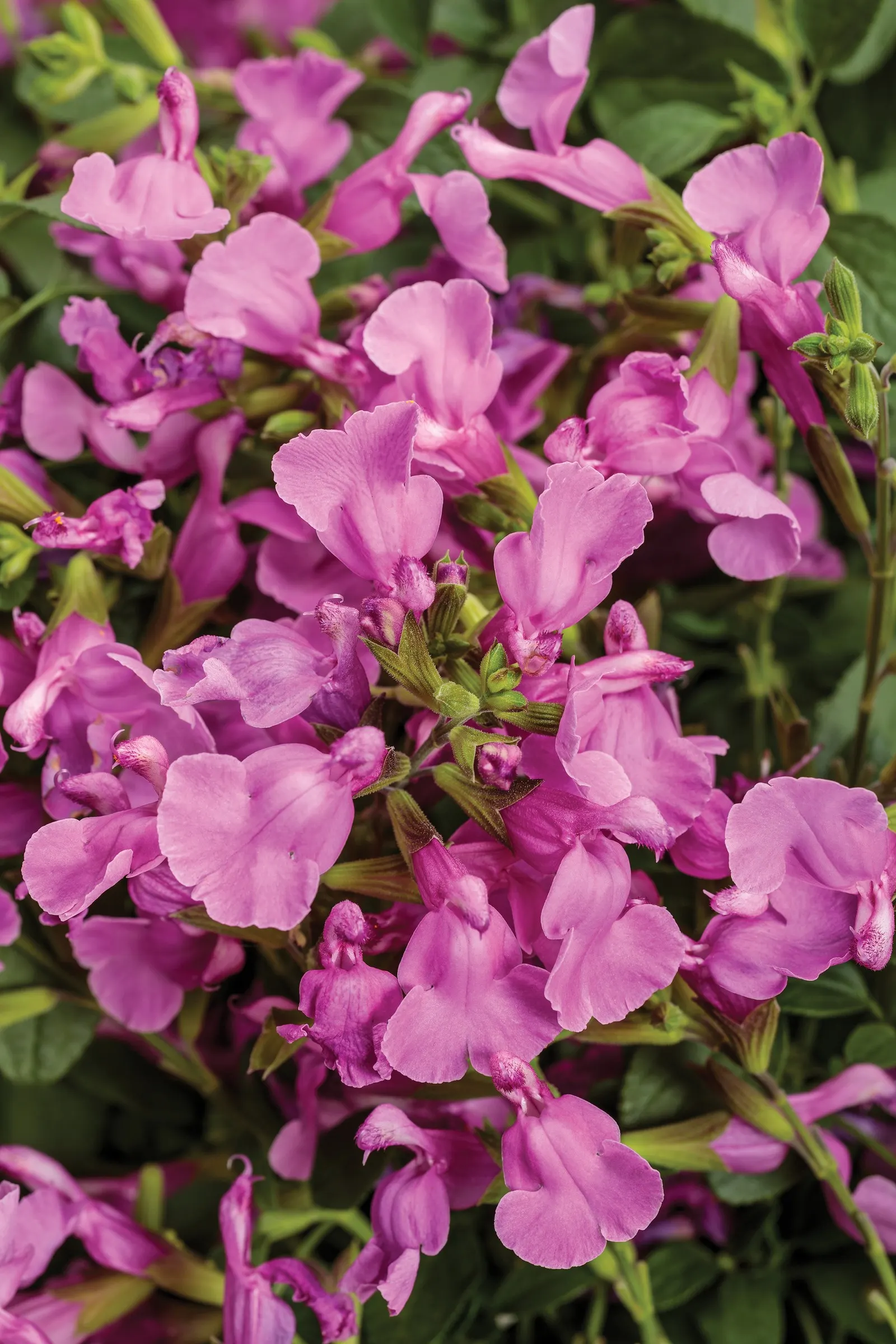 Sage (Salvia) — Proven Winners - OutShine™ Orchid - sage - Salvia pink orchid pink plant details, information and resources