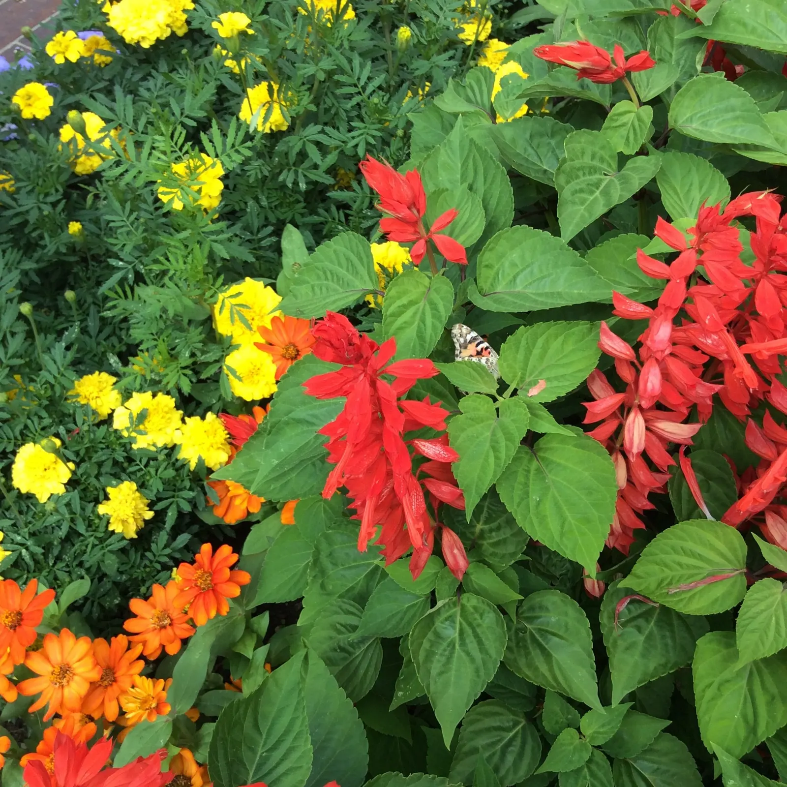 Sage (Salvia) — The Outshine series of Salvia is just as deer resistant; humid southern landscapes