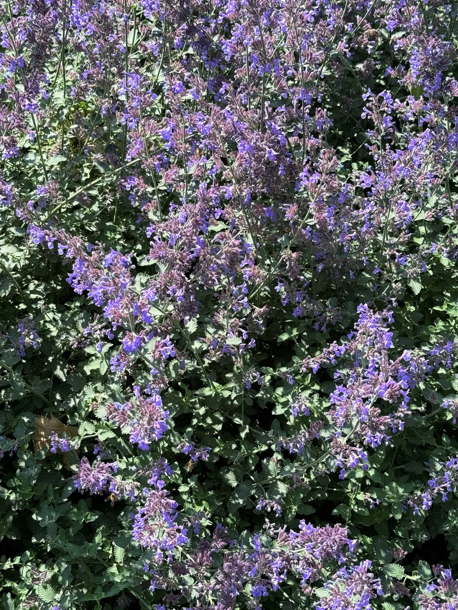 Sage (Salvia) — It has proven in trials to flourish equally well in both cooler northern climates and hot, image 17