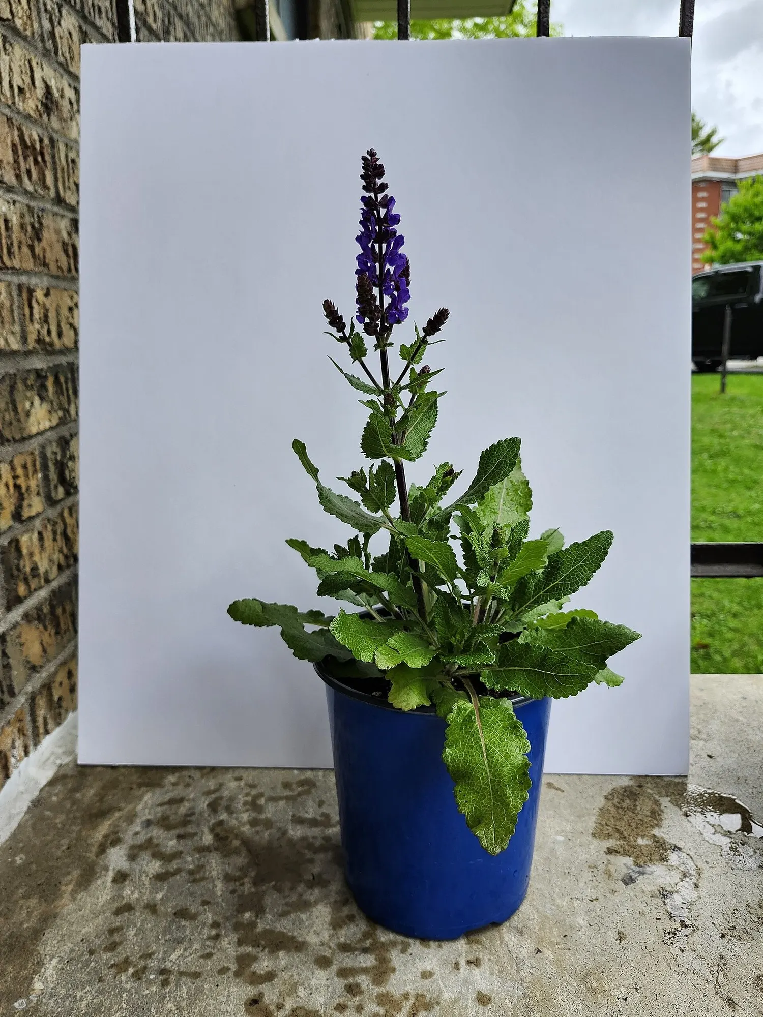 Sage (Salvia) — pollinator-friendly and heat and humidity tolerant as other types