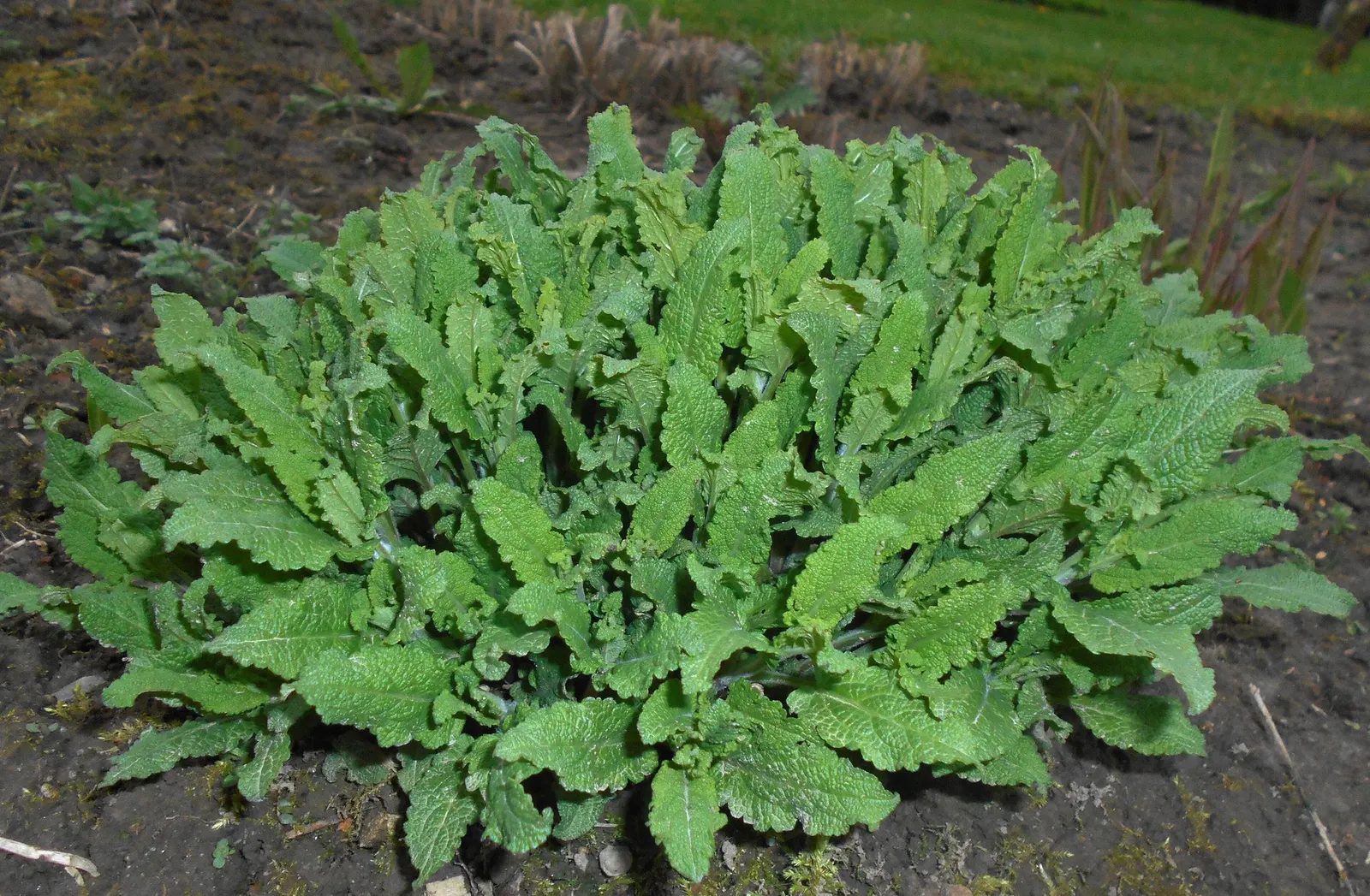 Sage (Salvia) — This low maintenance plant works well as a filler for the front to middle of the border and large containers.; these plants drought tolerant