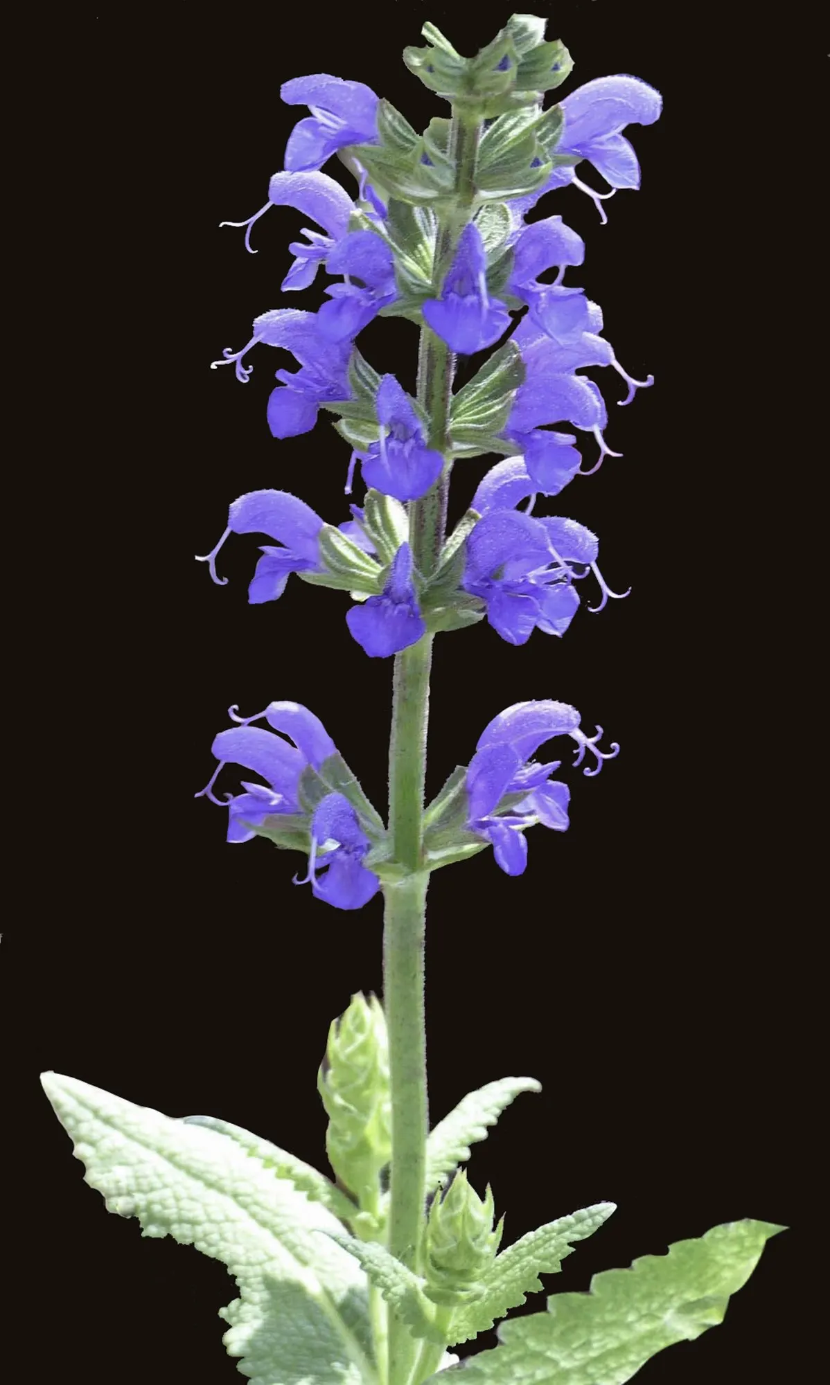 Sage (Salvia) — The Outshine series of Salvia is just as deer resistant