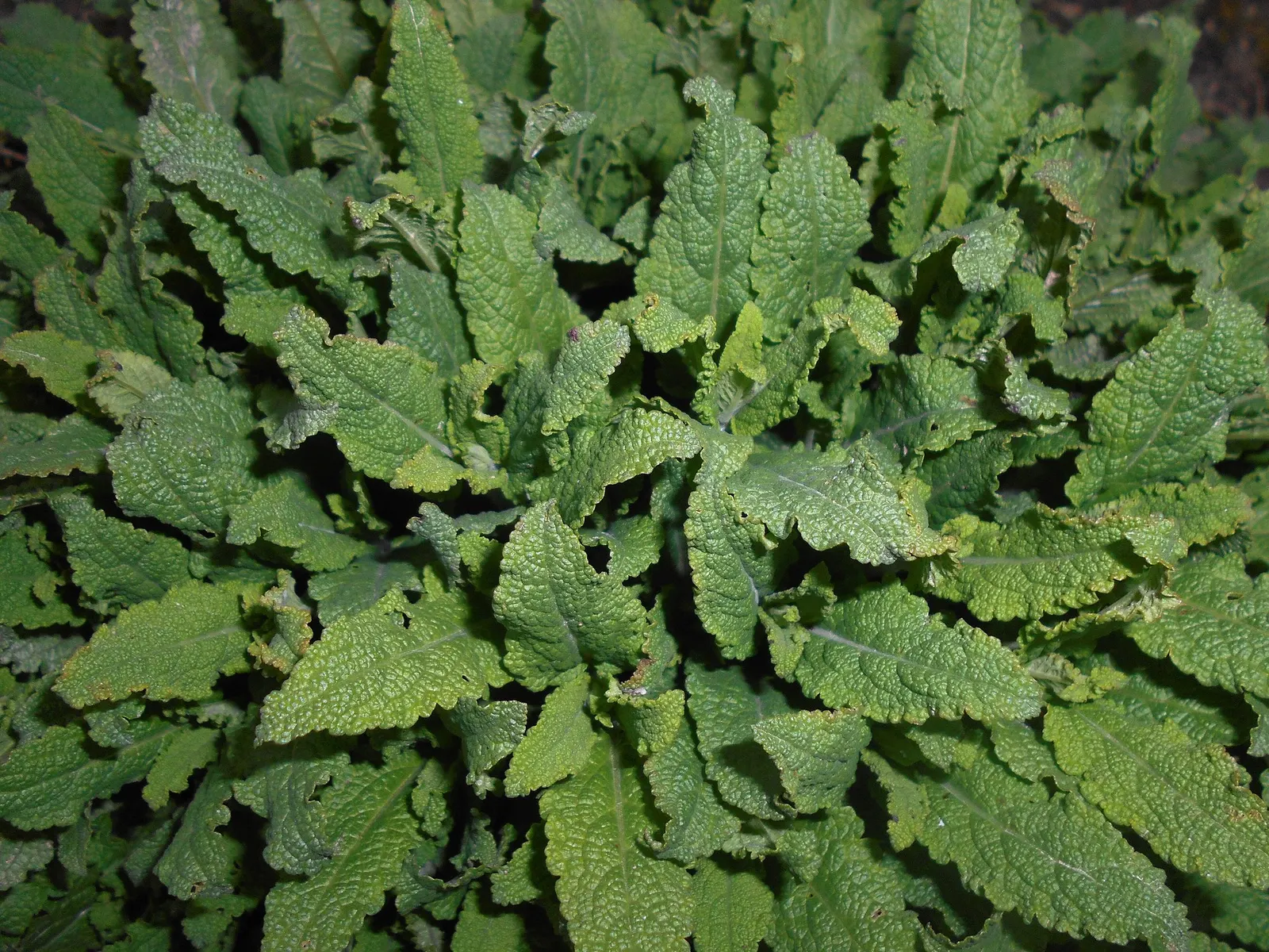 Sage (Salvia) — These plants drought tolerant plants prefer well drained soil and can handle drier conditions