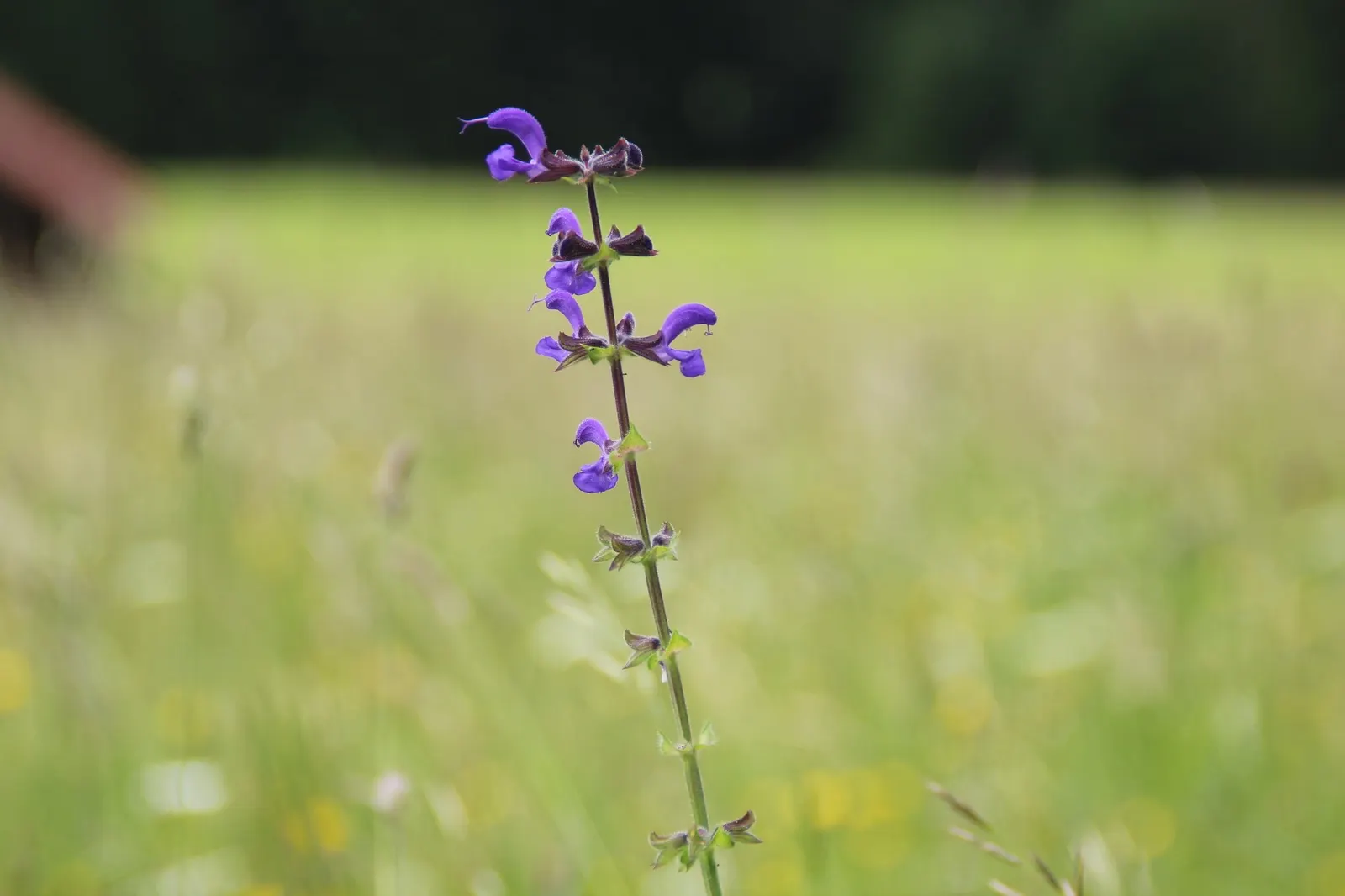 Sage (Salvia) — Avoid overwatering once established; proven Winners - OutShine™ Orchid - sage - Salvia pink orchid pink plant details, information and resources