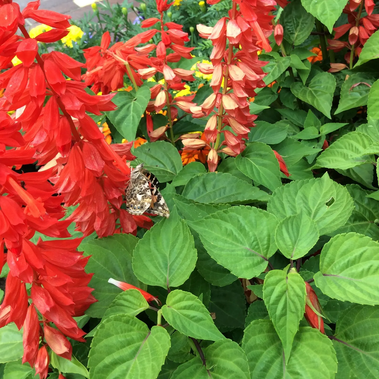 Sage (Salvia) — Salvia is a diverse group of plants that come in many different shapes, sizes and colors; pink flowers in the garden