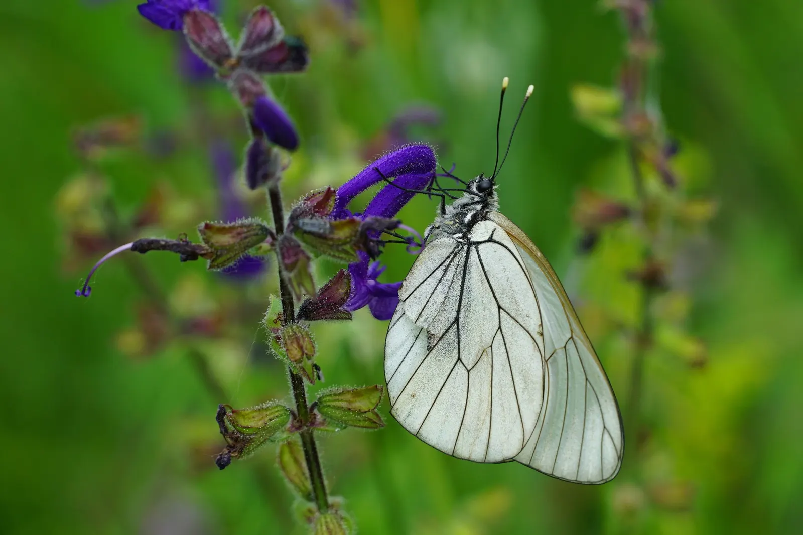 Sage (Salvia) — It has proven in trials to flourish equally well in both cooler northern climates and hot