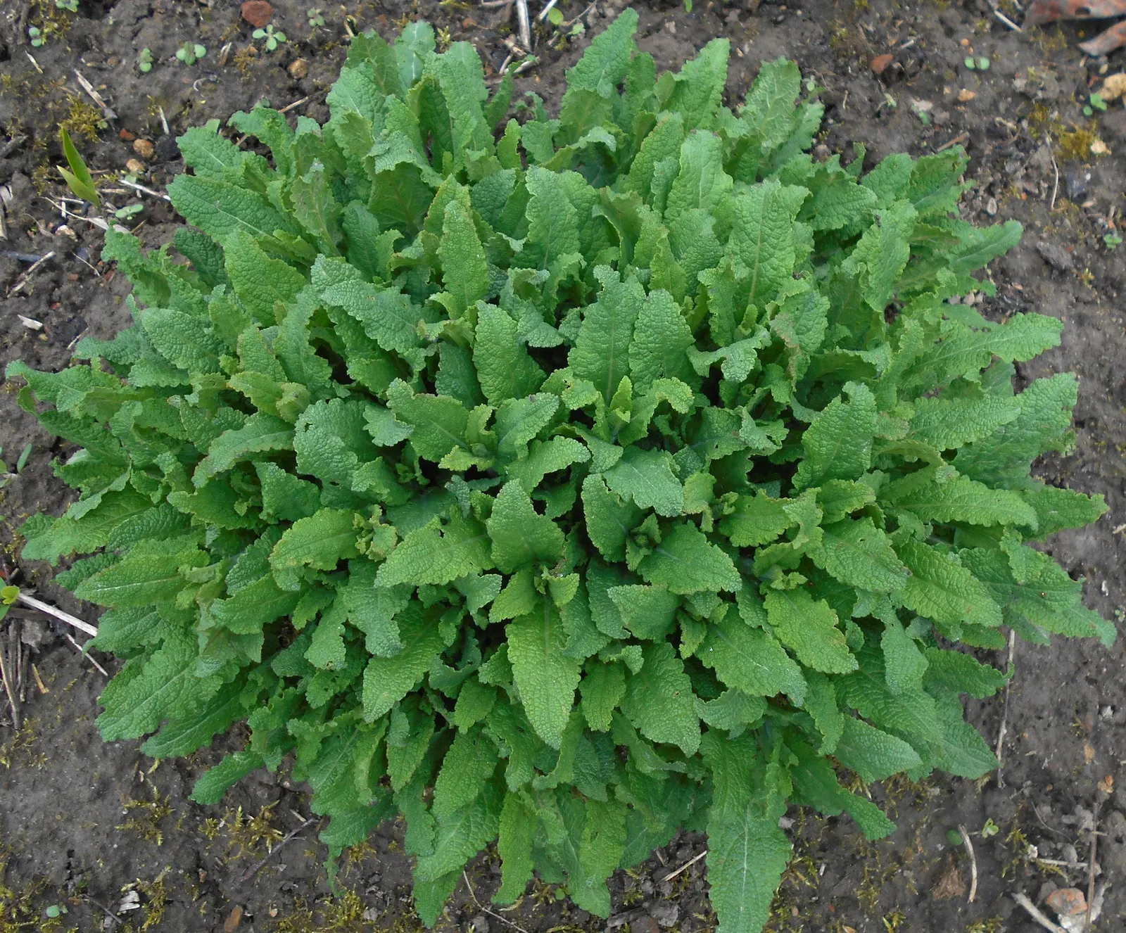 Sage (Salvia) — humid southern landscapes; salvia is a diverse group of plants that come in many different shapes, sizes and colors