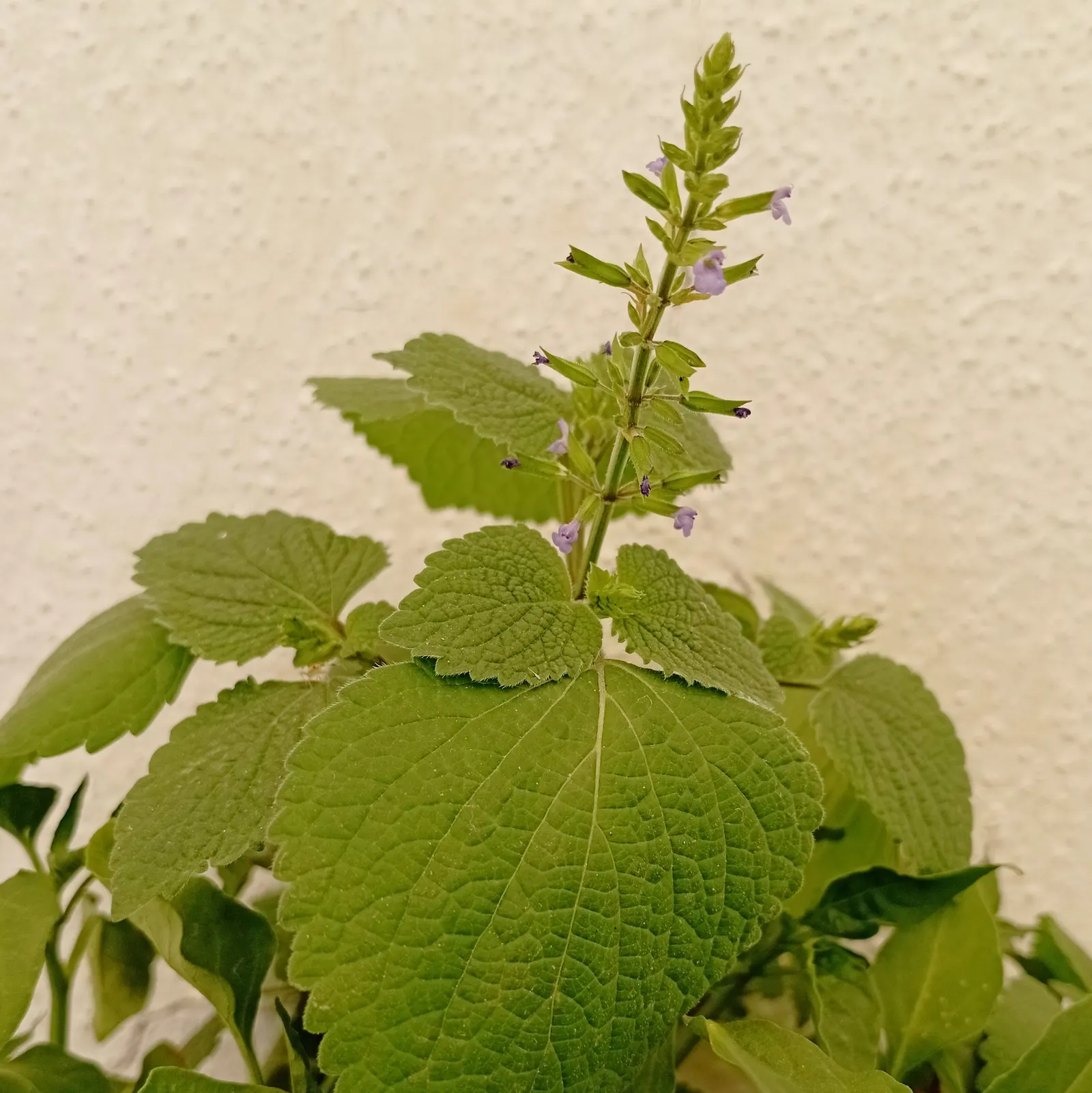 Sage (Salvia) — humid southern landscapes
