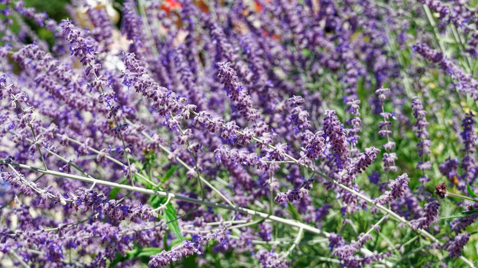 Sage (Salvia) — Avoid overwatering once established