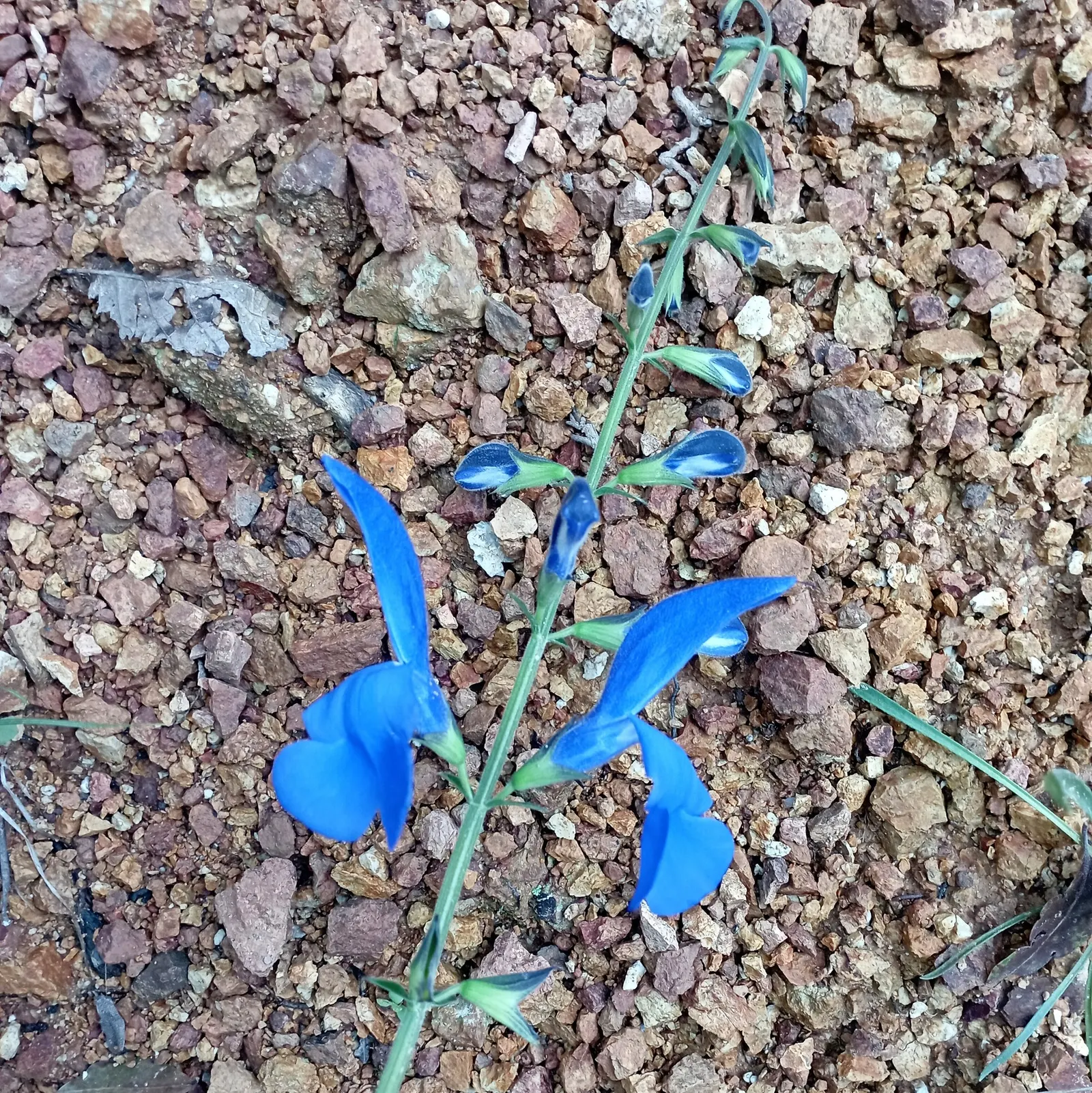 Sage (Salvia) — but with a different look than Rockin’ ® and Unplugged ® varieties