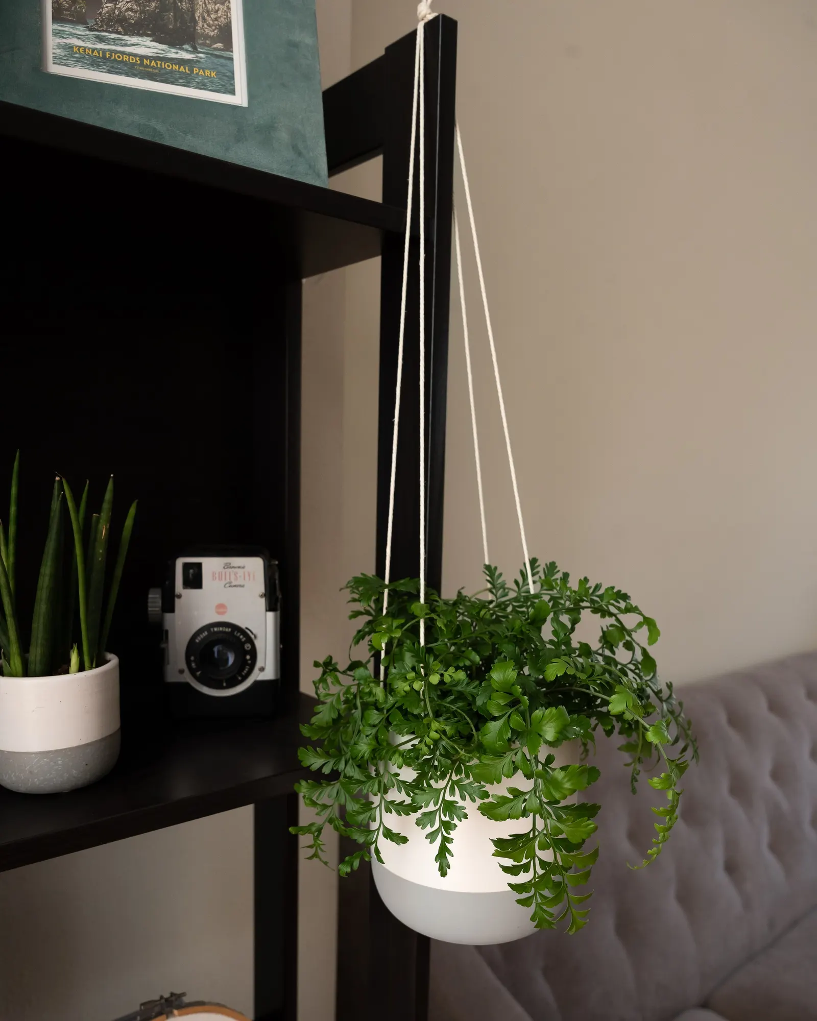 Parvati Mother Fern (Asplenium difforme x dimorphum) — It matures at 12-18 inches tall and wide, often producing tiny plantlets on its foliage