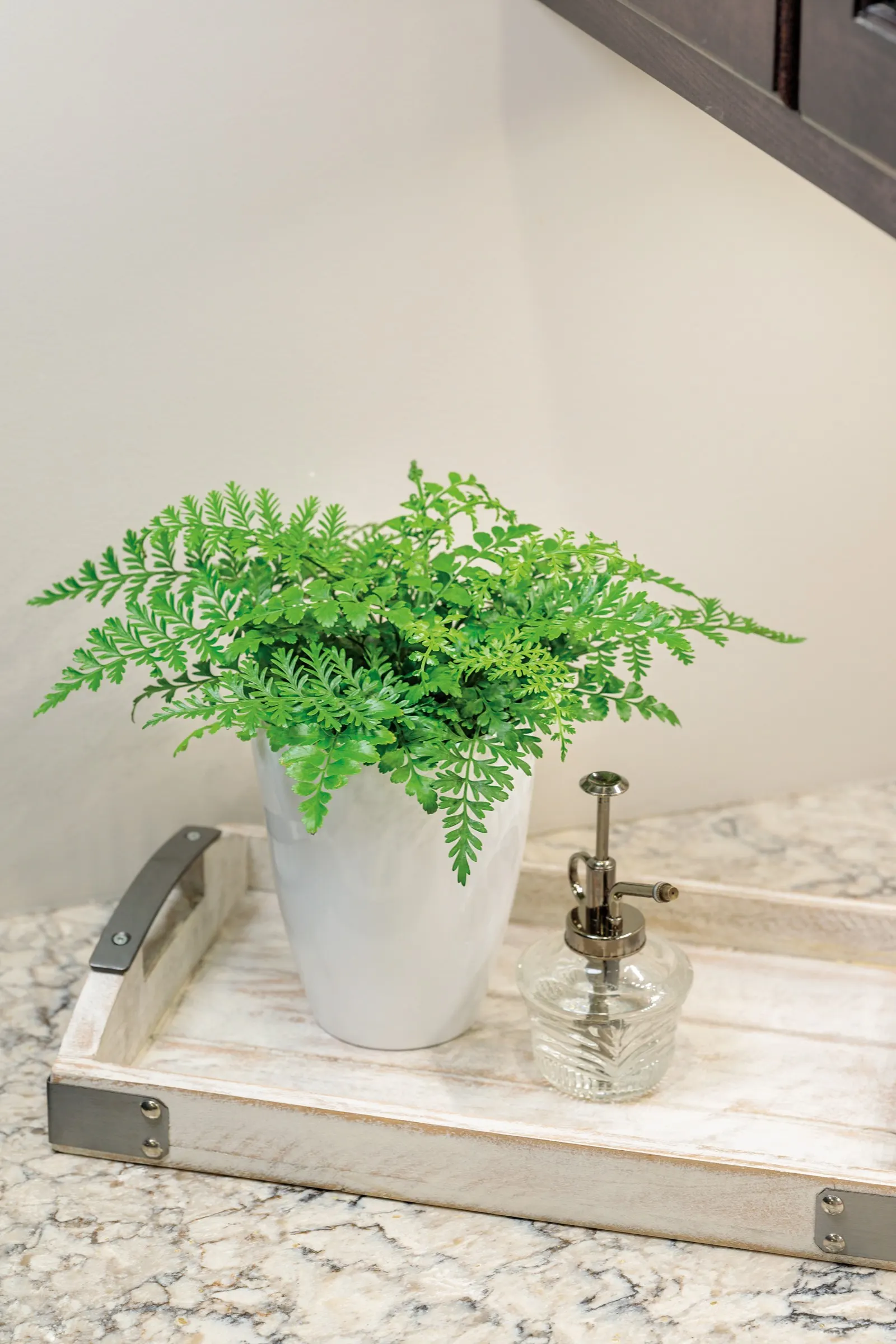 Parvati Mother Fern (Asplenium difforme x dimorphum) — is a compact houseplant fern with glossy