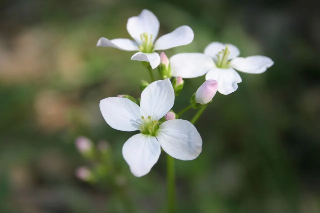 California Wild Rose (Rosa Californica) — It thrives in USDA zones 6-9, reaches 3-6 feet in height, and spreads 3-6 feet wide; each spanning approximately 2