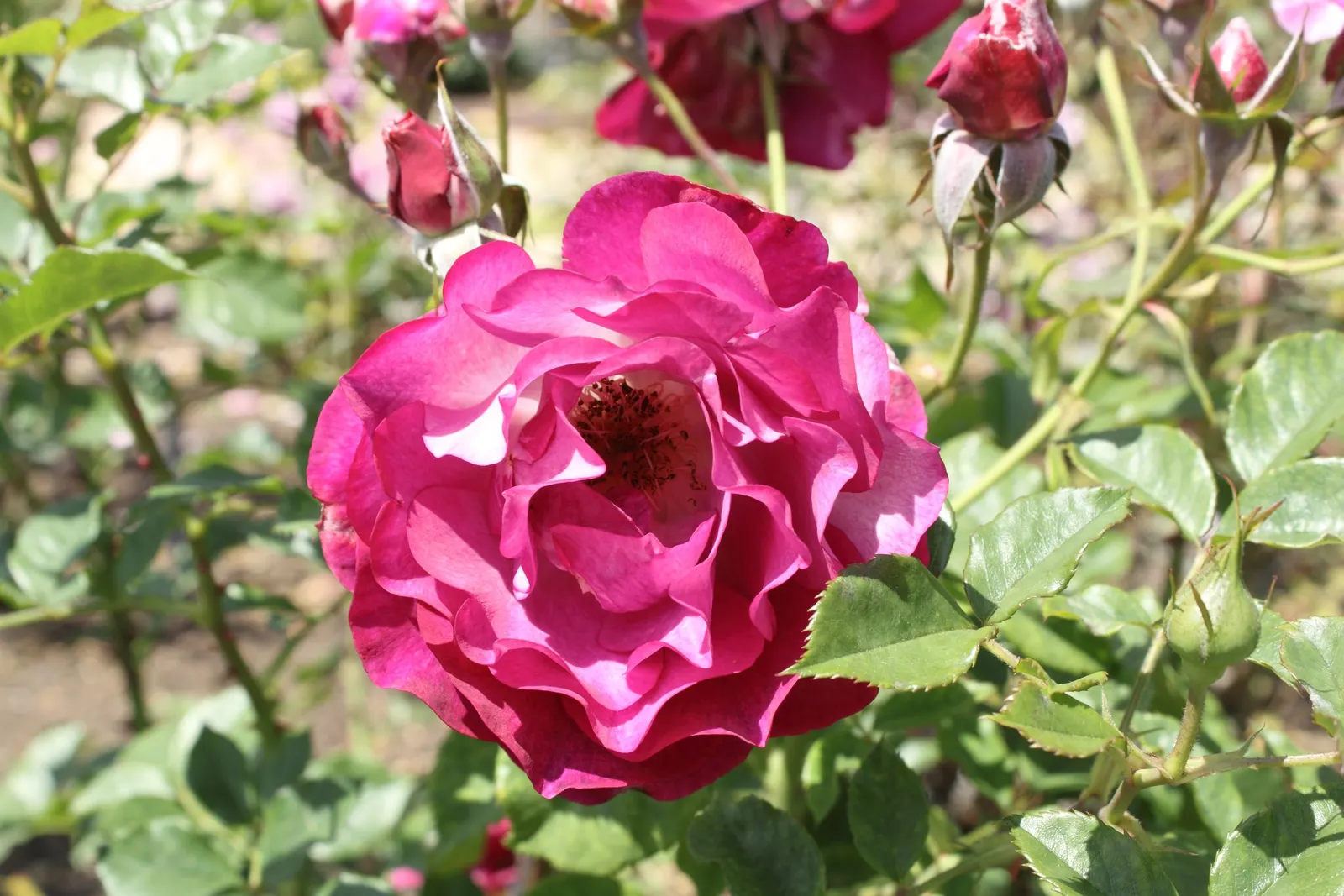 California Wild Rose (Rosa Californica) — each spanning approximately 2 inches in diameter; it thrives in USDA zones 6-9, reaches 3-6 feet in height, and