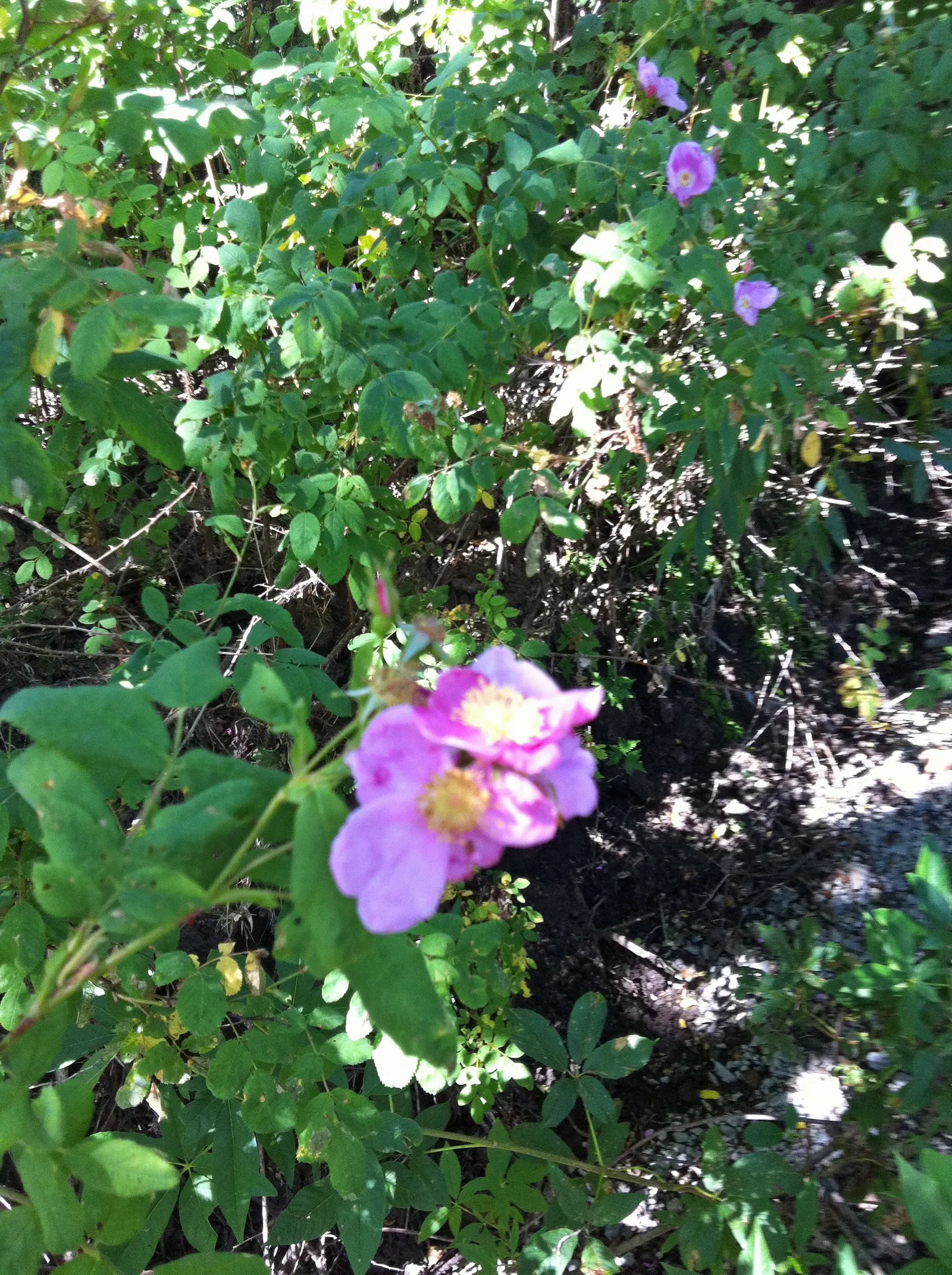 California Wild Rose (Rosa Californica) — each spanning approximately 2 inches in diameter