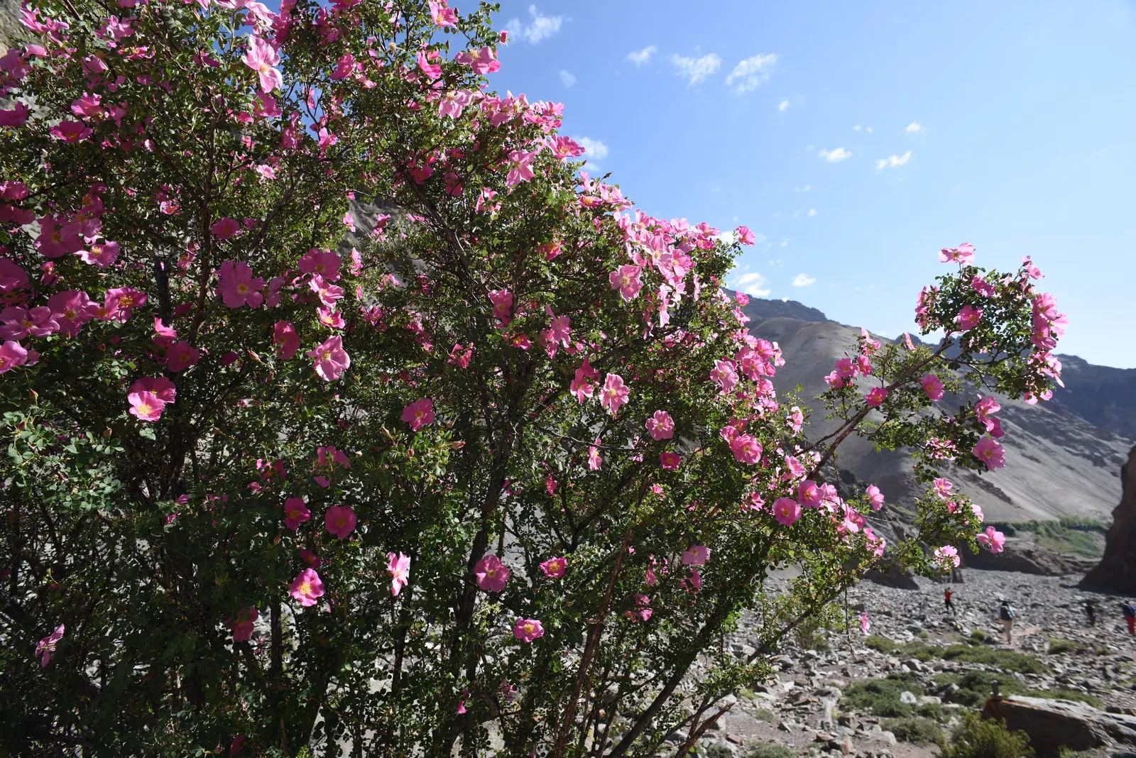 California Wild Rose (Rosa Californica) — fragrant blossoms that grace the plant from late spring to early summer; and adaptable to various soil types