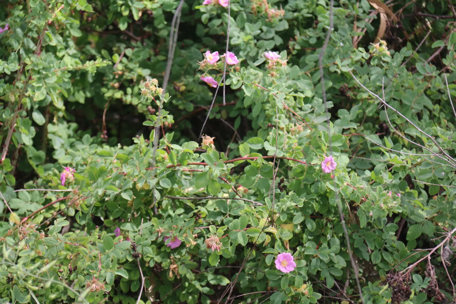 California Wild Rose (Rosa Californica) — provided they are well-drained