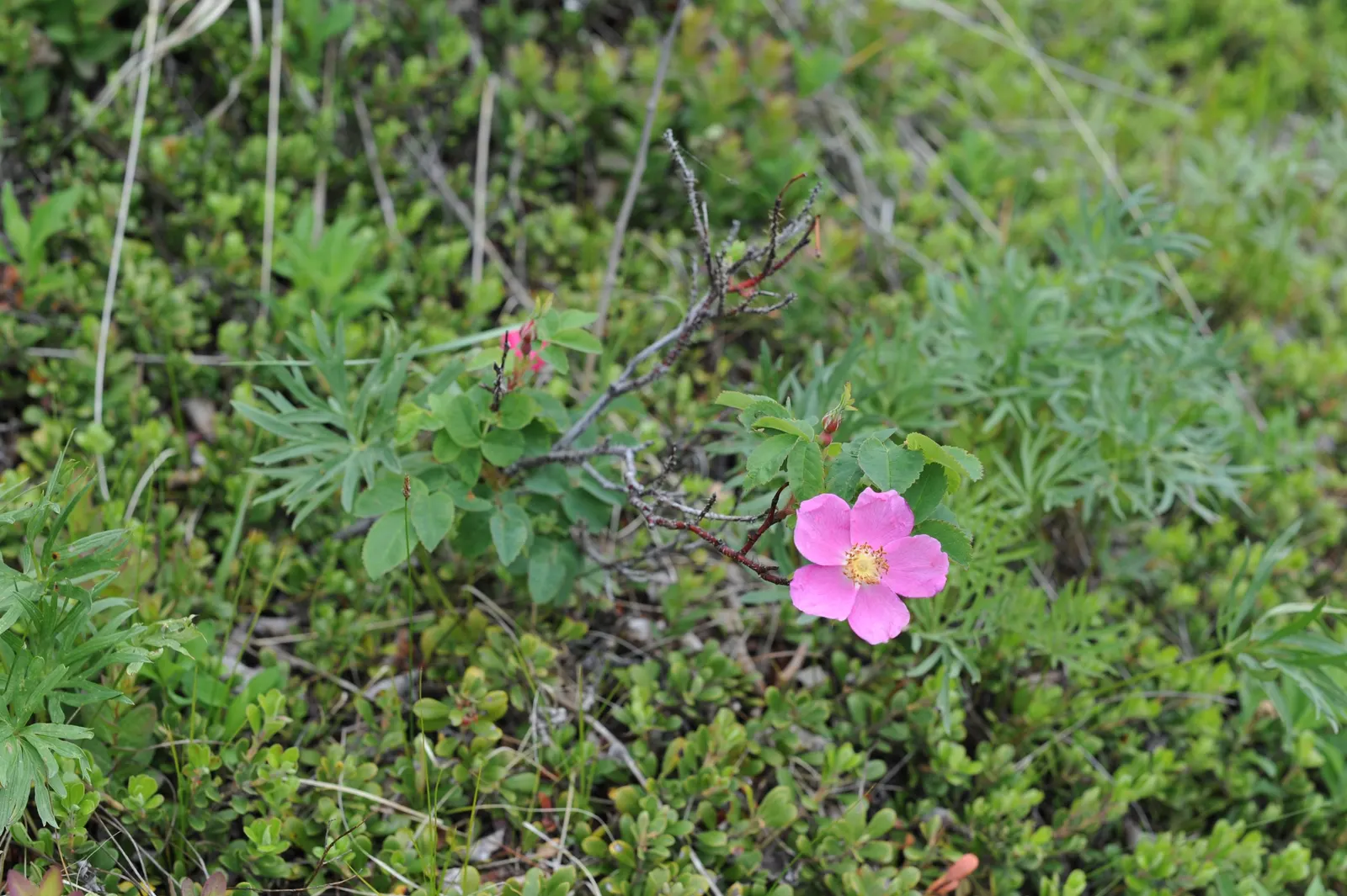 California Wild Rose (Rosa Californica) — which persist into the winter and provide a food source for local fauna