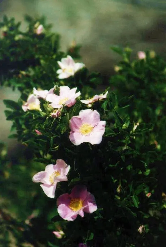 California Wild Rose (Rosa Californica) — and adaptable to various soil types