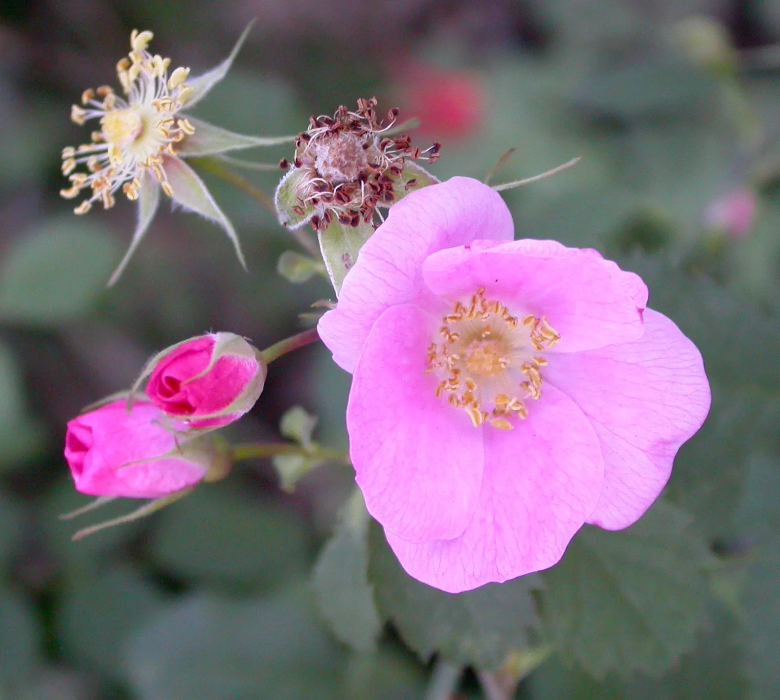 California Wild Rose (Rosa Californica) — attracting pollinators like bees and butterflies.<br><br>Post-bloom